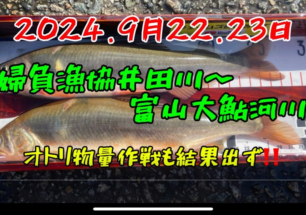 2024.9月22.23 オトリ物量作戦で富山大鮎河川行ってみた❗️  #釣り#鮎釣り #鮎#サンテック #サンライン#サンラインフィールドテスター #pr#capcut