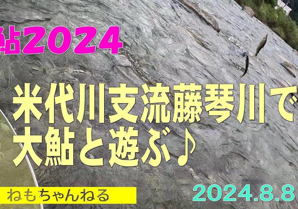 鮎釣り2024年　藤琴川8月8日