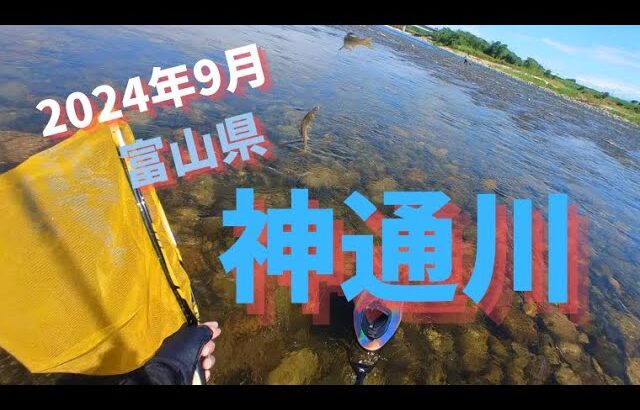 2024年9月富山県神通川の鮎釣り