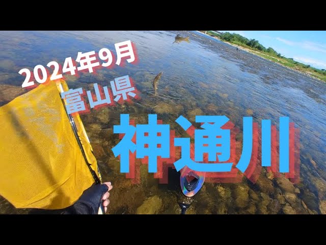 2024年9月富山県神通川の鮎釣り