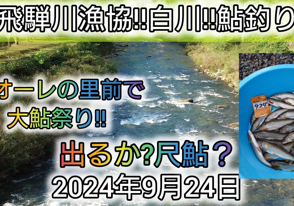 飛騨川漁協‼️白川‼️鮎釣り。クオーレの里前で大鮎祭り‼️出るか?尺鮎？2024年9月24日
