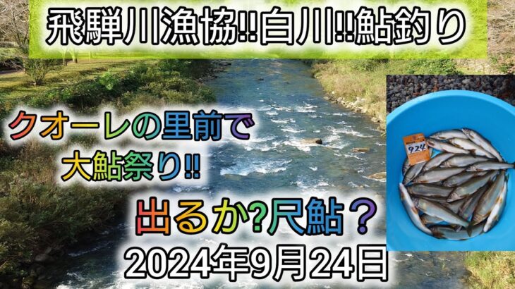 飛騨川漁協‼️白川‼️鮎釣り。クオーレの里前で大鮎祭り‼️出るか?尺鮎？2024年9月24日