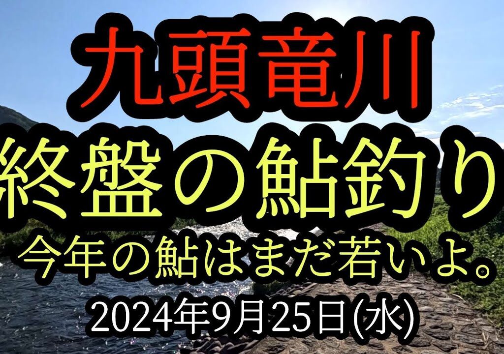 『終盤の鮎釣り』九頭竜川　今年の鮎はまだ若いよ。2024年9月25日