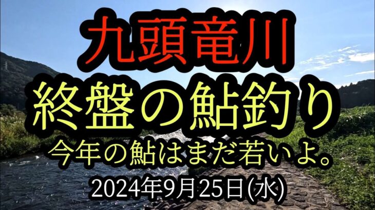 『終盤の鮎釣り』九頭竜川　今年の鮎はまだ若いよ。2024年9月25日