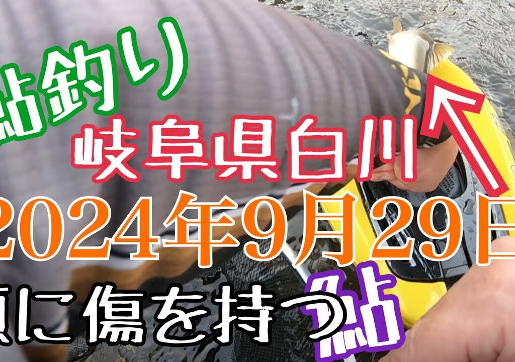鮎釣り　2024年9月29日　岐阜県白川　流されたオトリ缶が見つかる