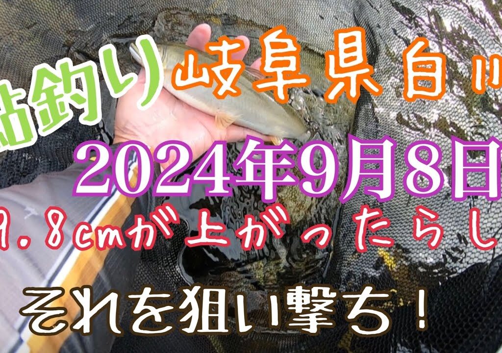 鮎釣り　2024年9月8日 岐阜県白川にて、29.8cmが上がったらしい、本日、それ狙いで