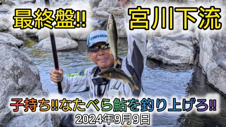 最終盤の宮川下流‼️子持ち‼️なたべら鮎を釣り上げろ‼️2024年9月9日