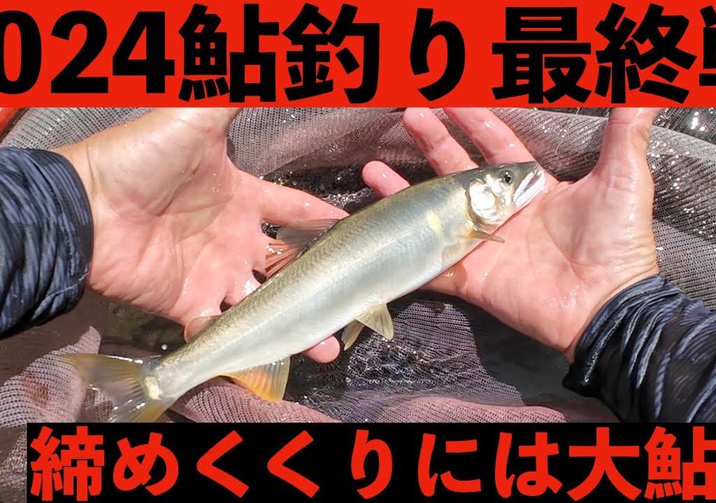 【鮎釣り】2024年　鮎最終戦もCCで　宮崎の鮎釣り＃24