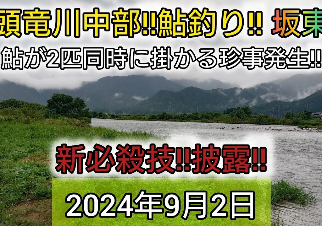 九頭竜川中部‼️鮎釣り‼️坂東島。鮎が2匹同時に掛かる珍事発生‼️新必殺技‼️披露‼️2024年9月2日