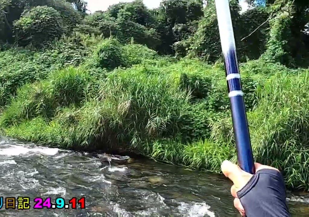 鮎釣り日記 24 9 11