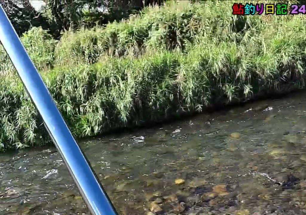 鮎釣り日記 24 9 12