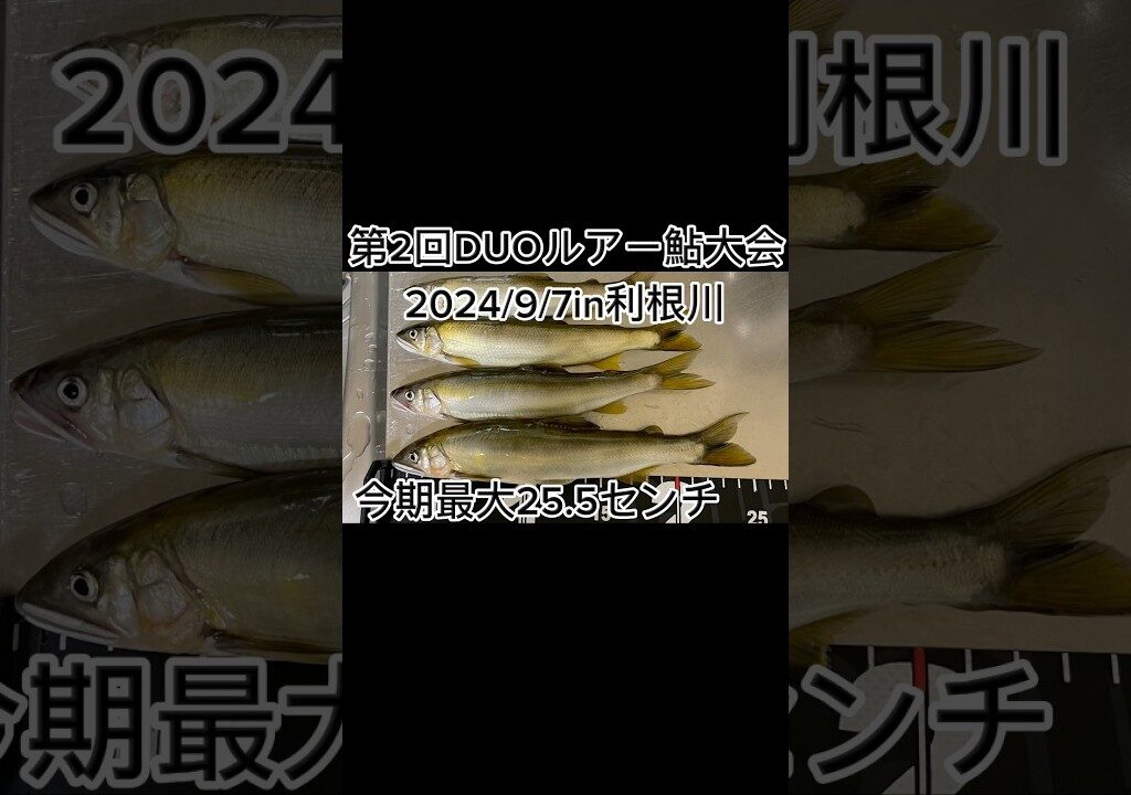 【鮎釣り】25オーバーの鮎釣れた‼️DUOルアー鮎大会に参加してきた‼️2024/9/7in利根川#鮎ルアー#アユルアー#アユ#アユ釣り#アユイング#利根川#ルアー鮎