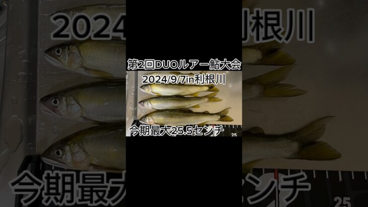 【鮎釣り】25オーバーの鮎釣れた‼️DUOルアー鮎大会に参加してきた‼️2024/9/7in利根川#鮎ルアー#アユルアー#アユ#アユ釣り#アユイング#利根川#ルアー鮎