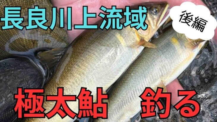 【後編】長良川上流域で極太の郡上鮎を釣る！8月の鮎掛け