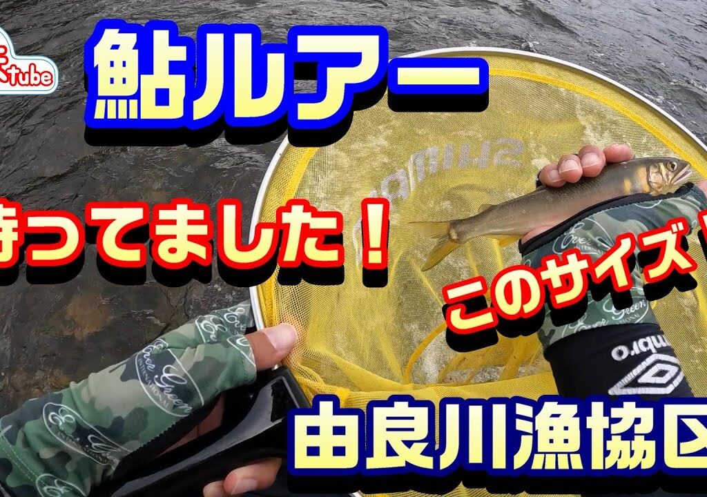 【鮎ルアー 京都 由良川漁協区】9月 終盤チャンス！