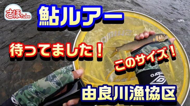 【鮎ルアー 京都 由良川漁協区】9月 終盤チャンス！