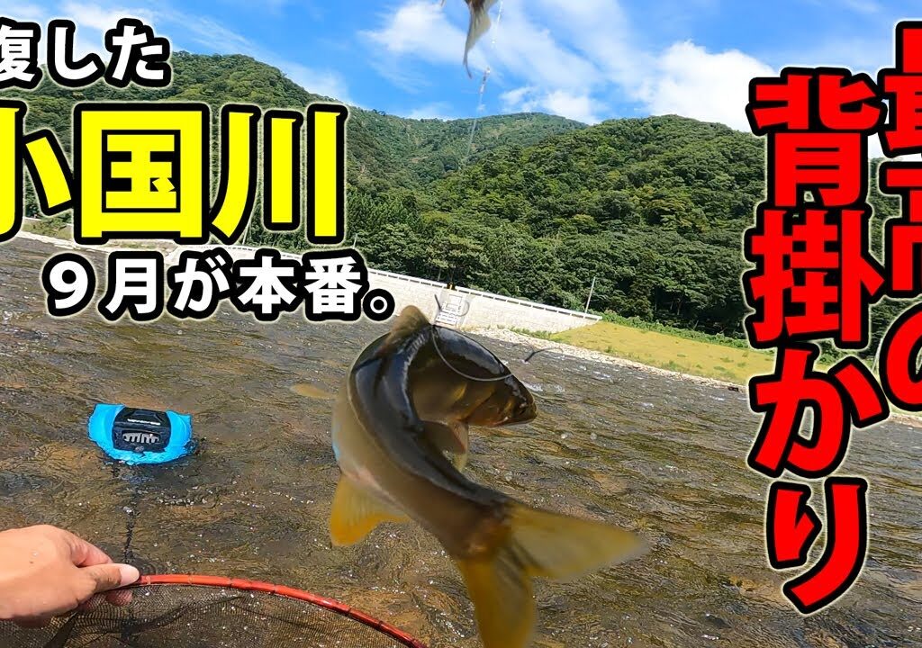 【鮎釣り】9月まだまだ楽しめる。”遂に回復，小国川”