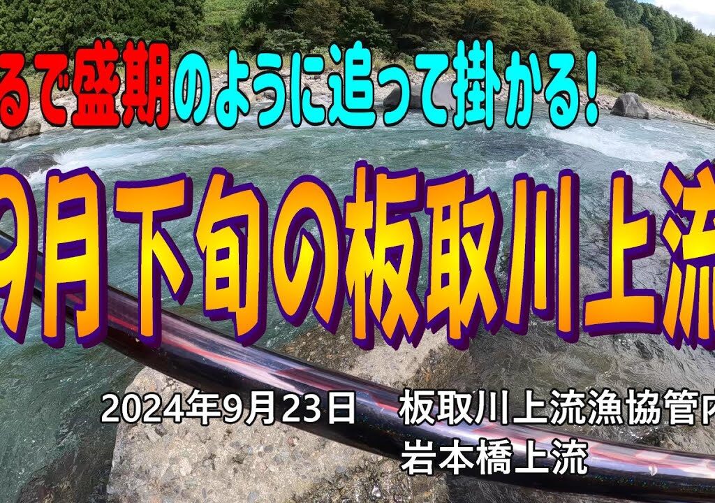 まるで盛期のように追って掛かる！　9月末の板取川上流