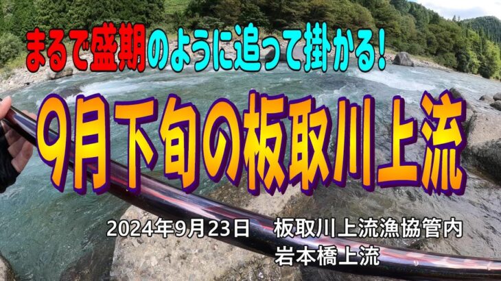 まるで盛期のように追って掛かる！　9月末の板取川上流
