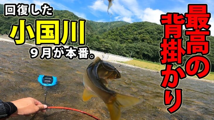 【鮎釣り】9月まだまだ楽しめる。”遂に回復，小国川”