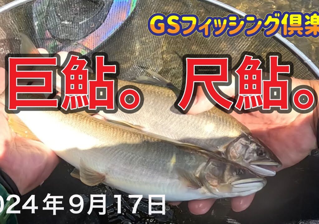 《鮎釣り》巨鮎。尺鮎。アバンサー90【Vol.28】GSフィッシング倶楽部