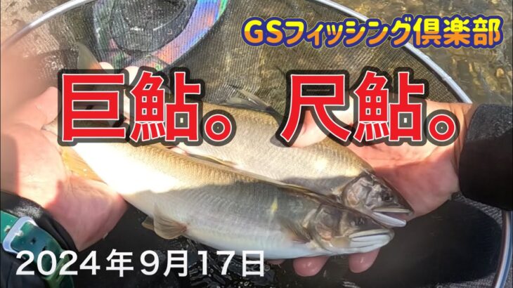 《鮎釣り》巨鮎。尺鮎。アバンサー90【Vol.28】GSフィッシング倶楽部