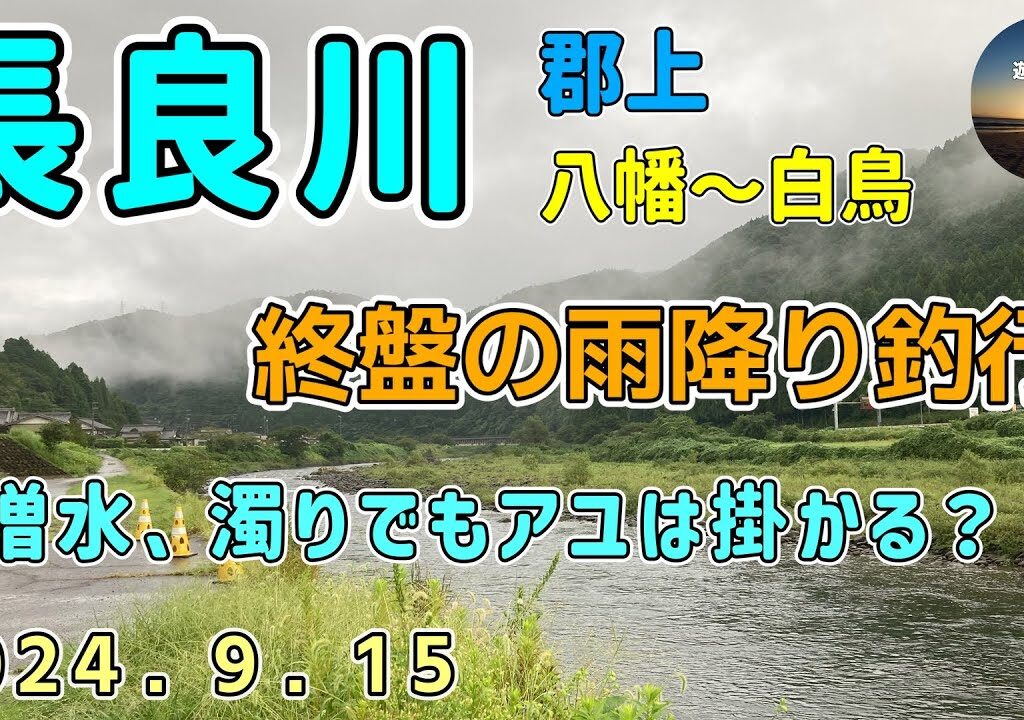 長良川郡上　八幡～白鳥　終盤の鮎釣り　増水＆濁り　　9月15日