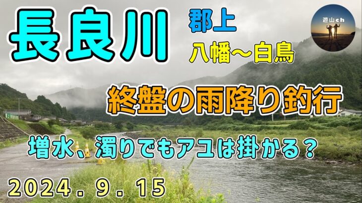 長良川郡上　八幡～白鳥　終盤の鮎釣り　増水＆濁り　　9月15日