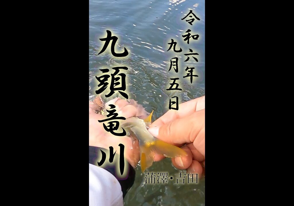 9月5日 九頭竜川飯島 鮎