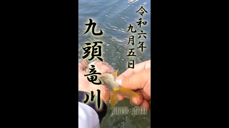9月5日 九頭竜川飯島 鮎