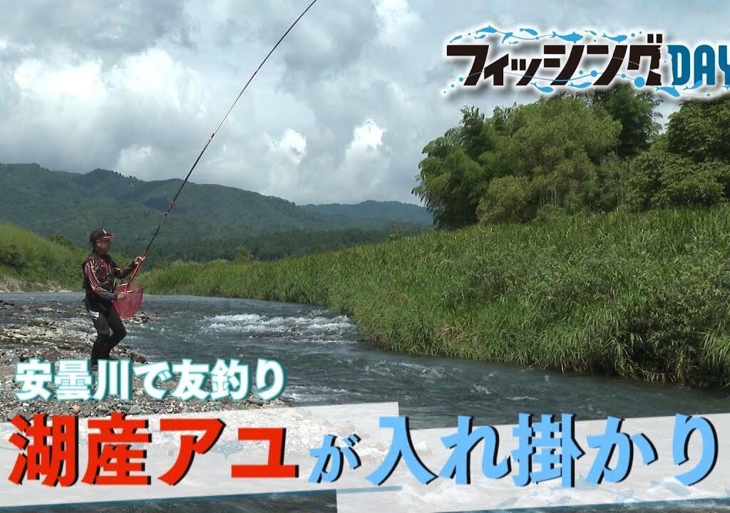 フィッシングDAYS「安曇川で友釣り　湖産アユが入れ掛かり」