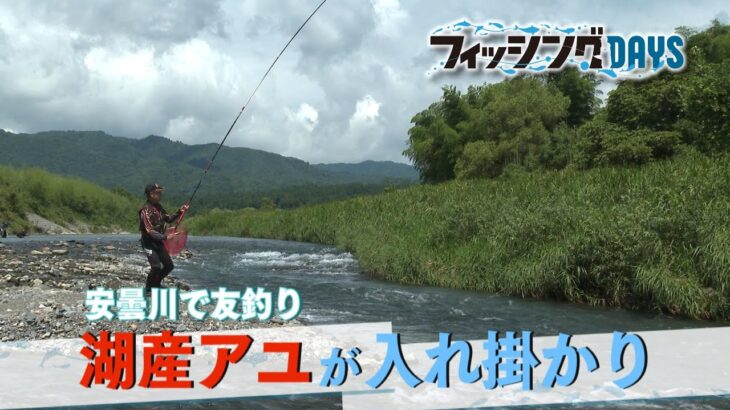 フィッシングDAYS「安曇川で友釣り　湖産アユが入れ掛かり」
