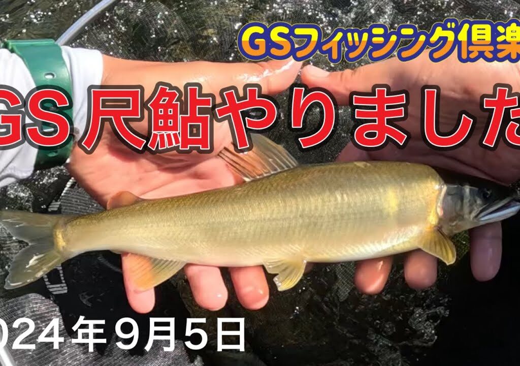 《鮎釣り》GS尺鮎やりました。アバンサー【Vol.25】GSフィッシング倶楽部