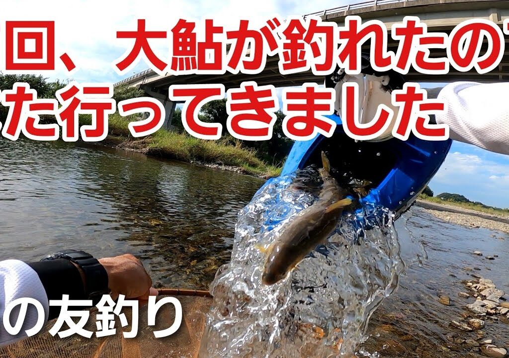 NO56  前回、大鮎釣りが上手くいったので気をよくしたまた行きました　【友釣りオレ流】