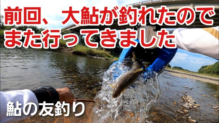 NO56  前回、大鮎釣りが上手くいったので気をよくしたまた行きました　【友釣りオレ流】