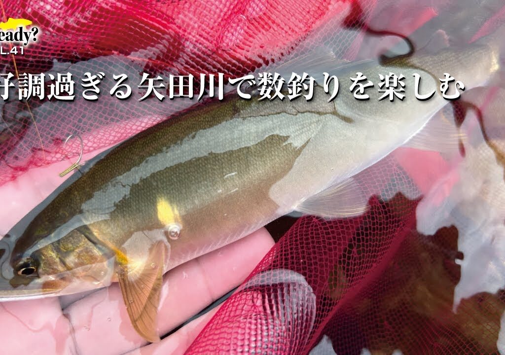 絶好調過ぎる矢田川で数釣りを楽しむ【鮎Ready?VOL.41】