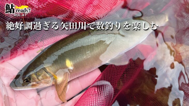 絶好調過ぎる矢田川で数釣りを楽しむ【鮎Ready?VOL.41】