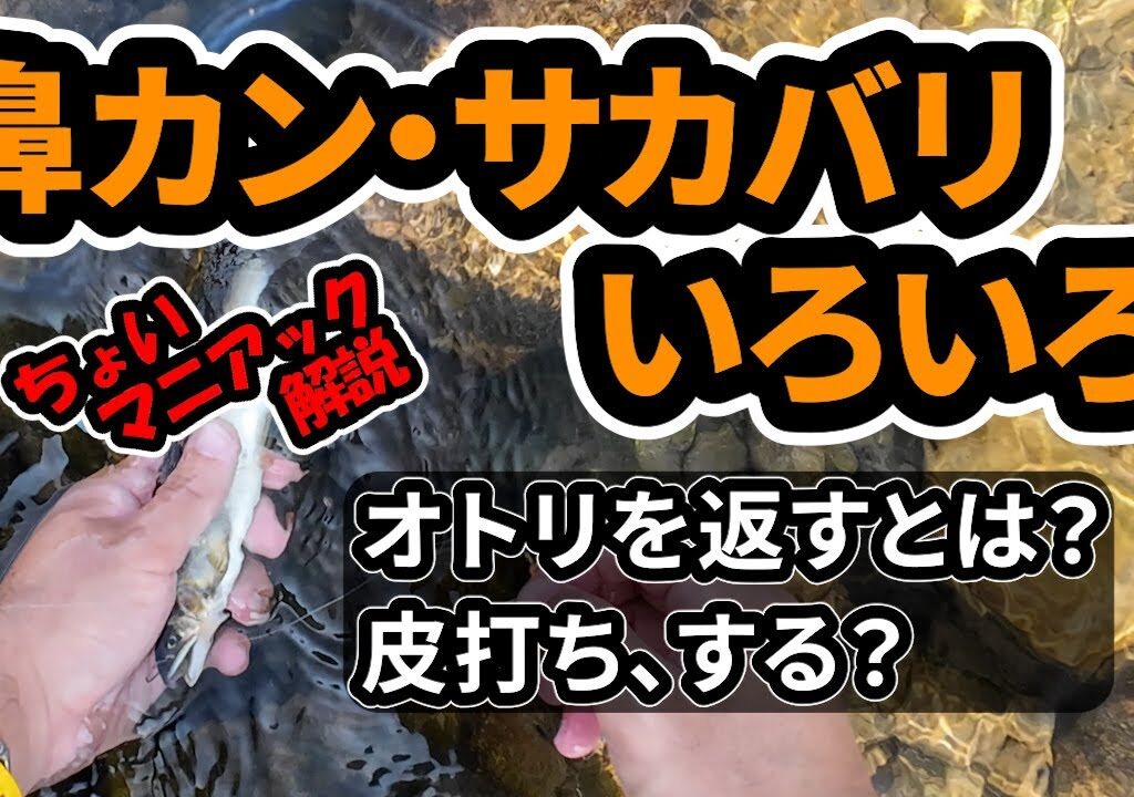 【鮎】鼻カンまわりアレコレ語ってみた。クセつよ！？実は合理的な鼻カンの付け方は初心者おすすめだ！サカバリの皮打ちも解説！ #釣り #鮎釣り #初心者 #解説 #fishing