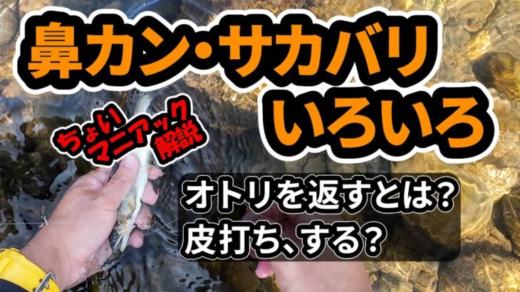 【鮎】鼻カンまわりアレコレ語ってみた。クセつよ！？実は合理的な鼻カンの付け方は初心者おすすめだ！サカバリの皮打ちも解説！ #釣り #鮎釣り #初心者 #解説 #fishing