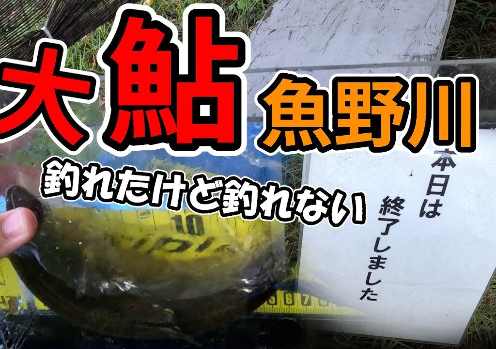 【鮎】シーズン後半の友釣りは待ちの釣りだ！魚野川下流部の大鮎狙い！引き釣り解説の補足も #釣り #鮎 #鮎釣り #fishing