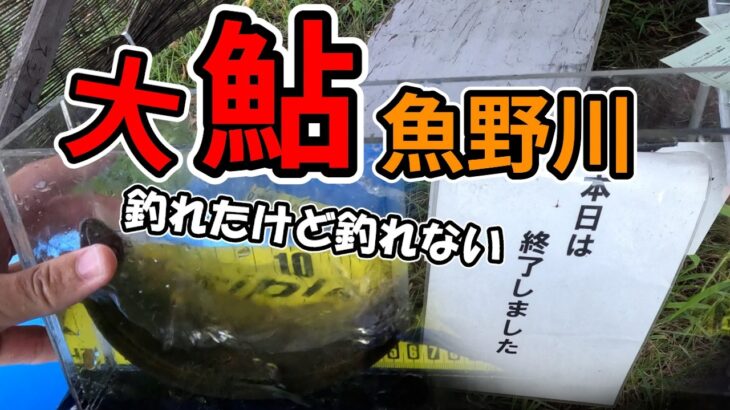 【鮎】シーズン後半の友釣りは待ちの釣りだ！魚野川下流部の大鮎狙い！引き釣り解説の補足も #釣り #鮎 #鮎釣り #fishing