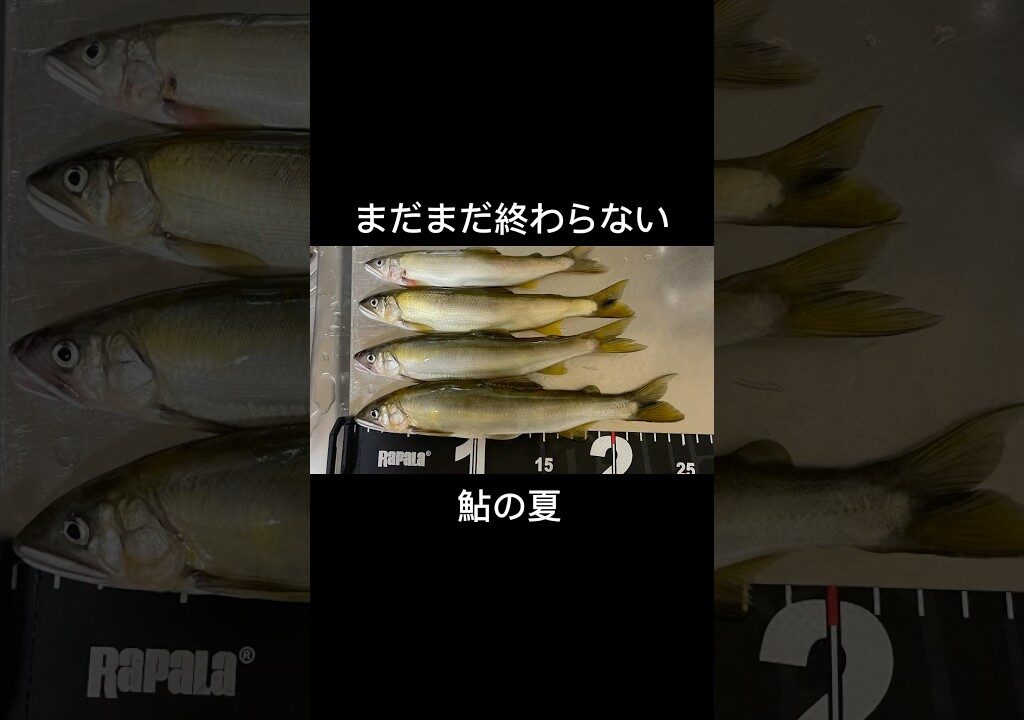 【鮎釣り】まだまだ終わらない‼️大鮎を求めて#鮎#アユ#アユ釣り#鮎釣り#fishing#アユルアー#アユイング