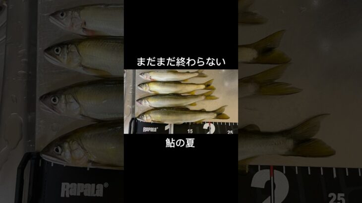 【鮎釣り】まだまだ終わらない‼️大鮎を求めて#鮎#アユ#アユ釣り#鮎釣り#fishing#アユルアー#アユイング