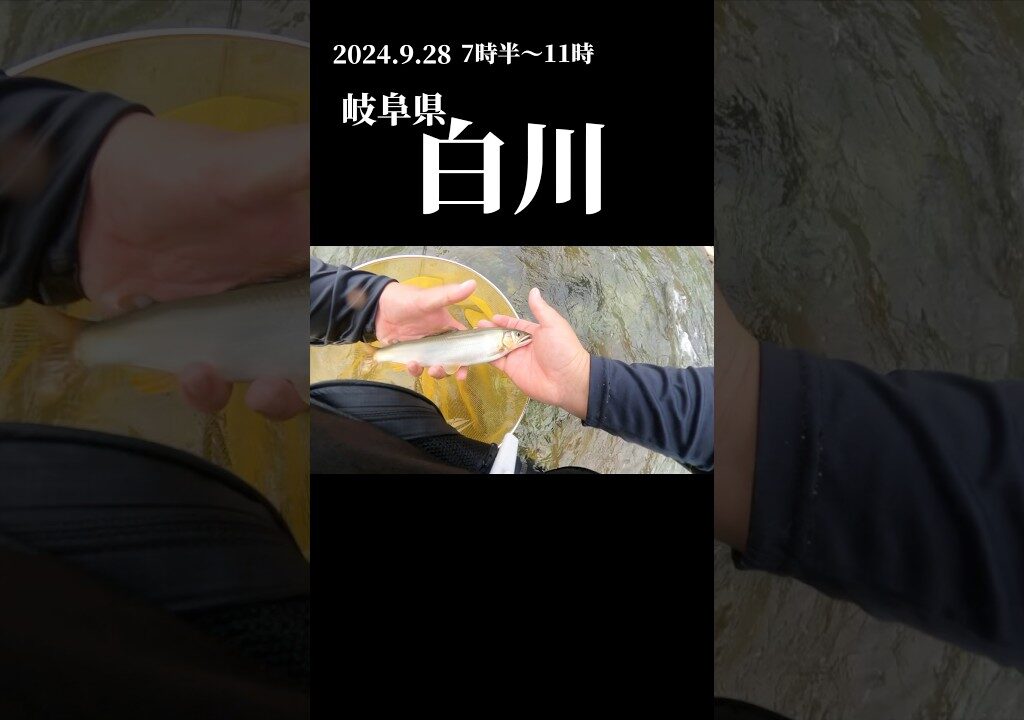 白川で友釣りシーズン終盤を楽しむ！ #友釣り #fishing