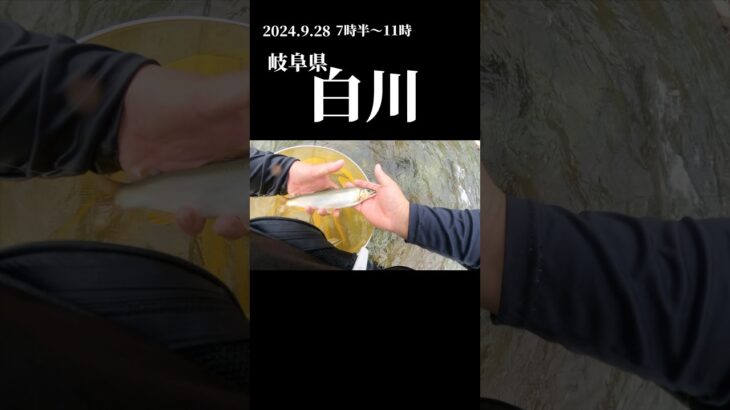 白川で友釣りシーズン終盤を楽しむ！ #友釣り #fishing
