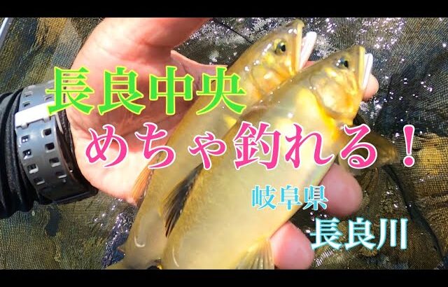 【鮎釣り】めちゃ釣れる長良川in長良中央