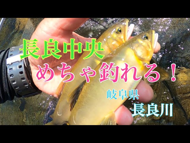 【鮎釣り】めちゃ釣れる長良川in長良中央