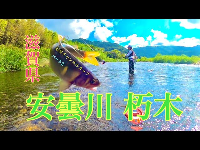 【鮎釣り】第１回追星チャンネルカップ開幕！ in安曇川朽木 パート2