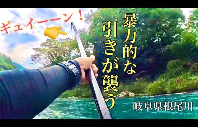 【鮎釣り】糸がブチブチ切れる！午後から太糸仕掛け！in岐阜県根尾川