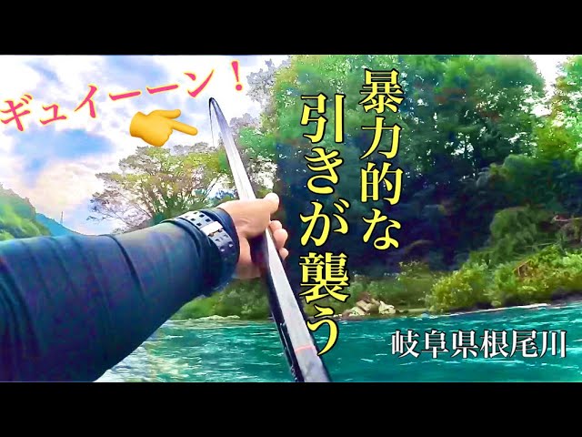 【鮎釣り】糸がブチブチ切れる！午後から太糸仕掛け！in岐阜県根尾川